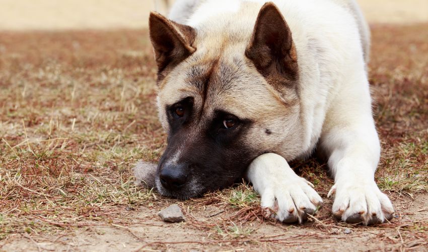 Top Tips for Armenian Gampr Puppy Care: Socialization and Early Training